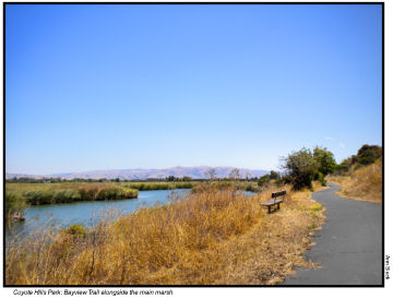 Coyote Hills: Bayview Trail  alongside the main marsh